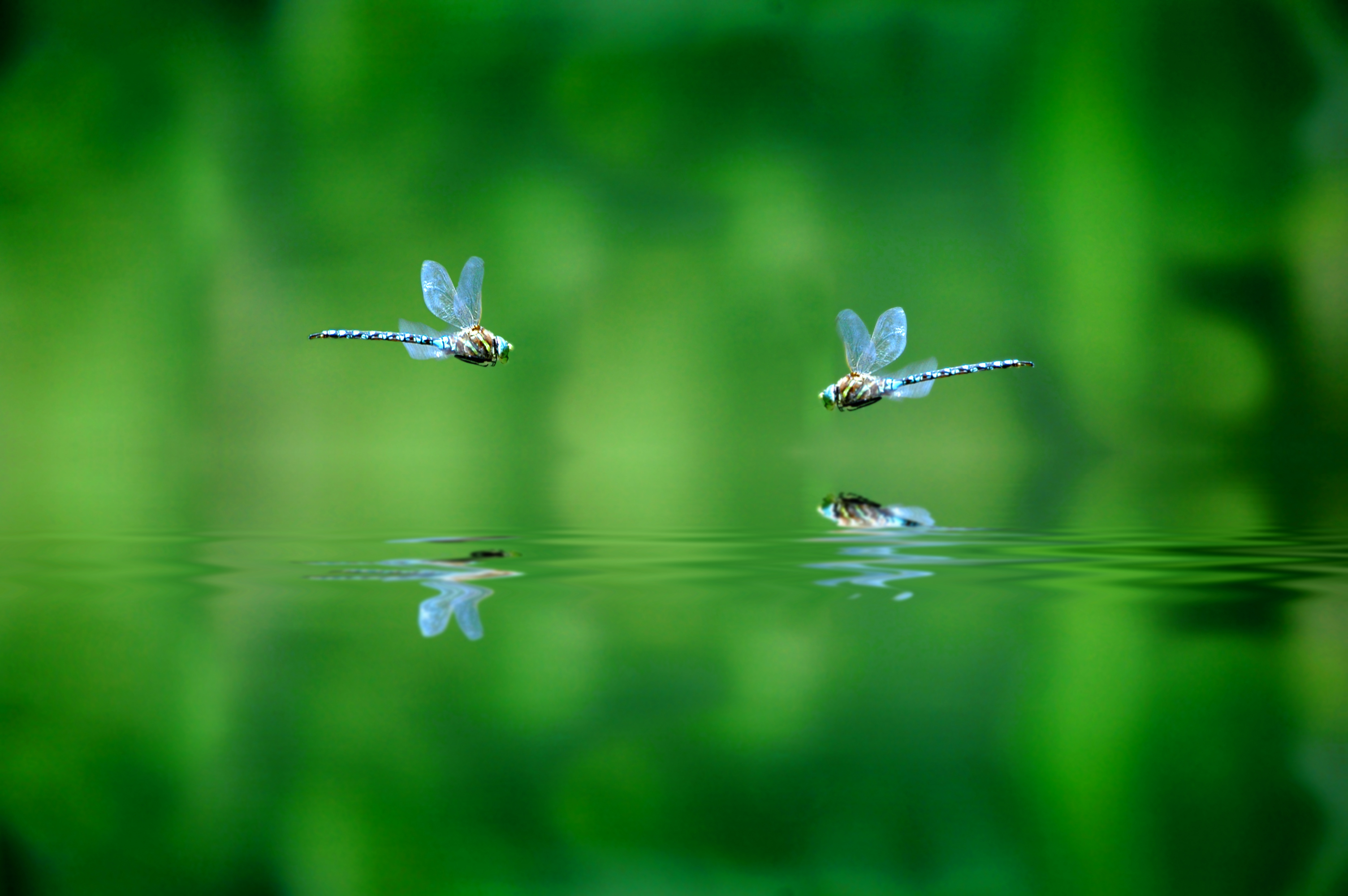 Bugs flying over water