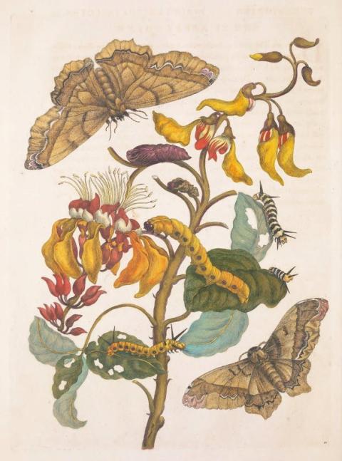 Color sketch drawing of moth, butterfly and plants by Maria Sibylla Merian