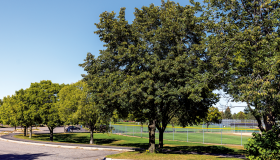 Trees