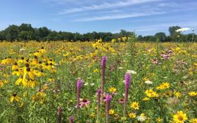 Photo overlooking a native prairie filled with colorful flowers and trees in the distance on a sunny day