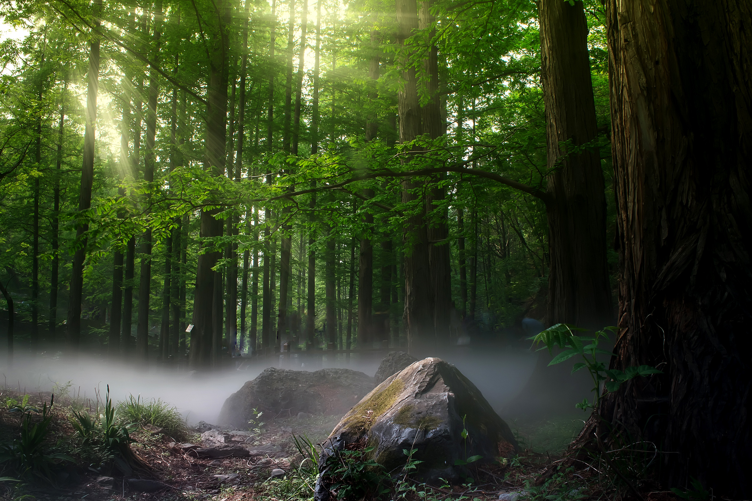 A misty forest