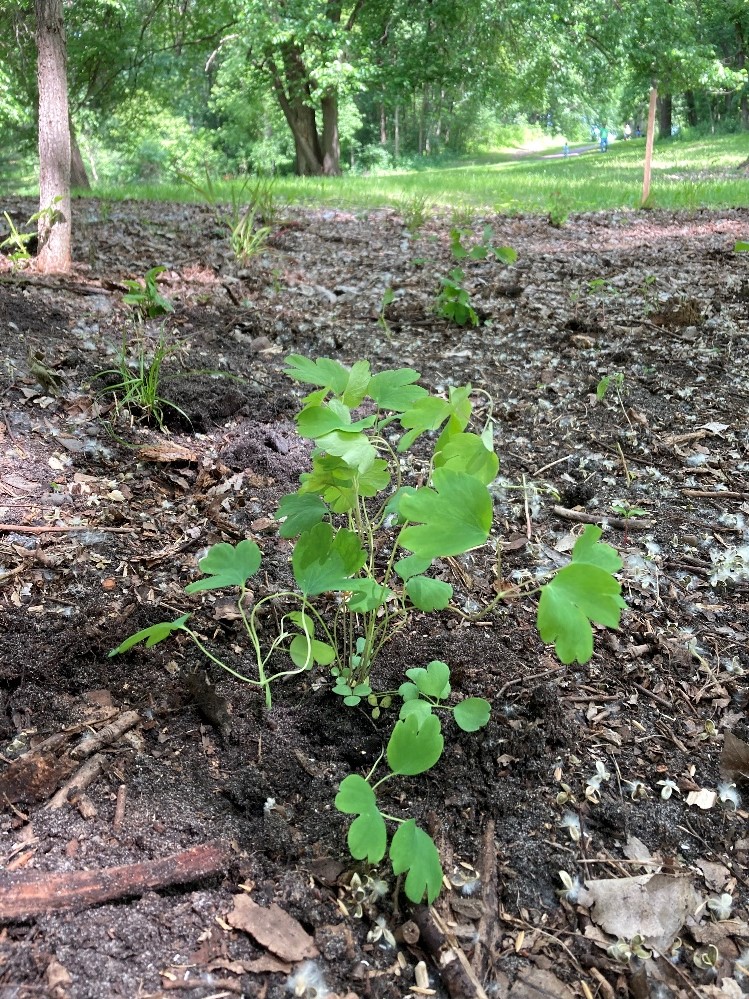 Harrison Native Plug June 11 2022