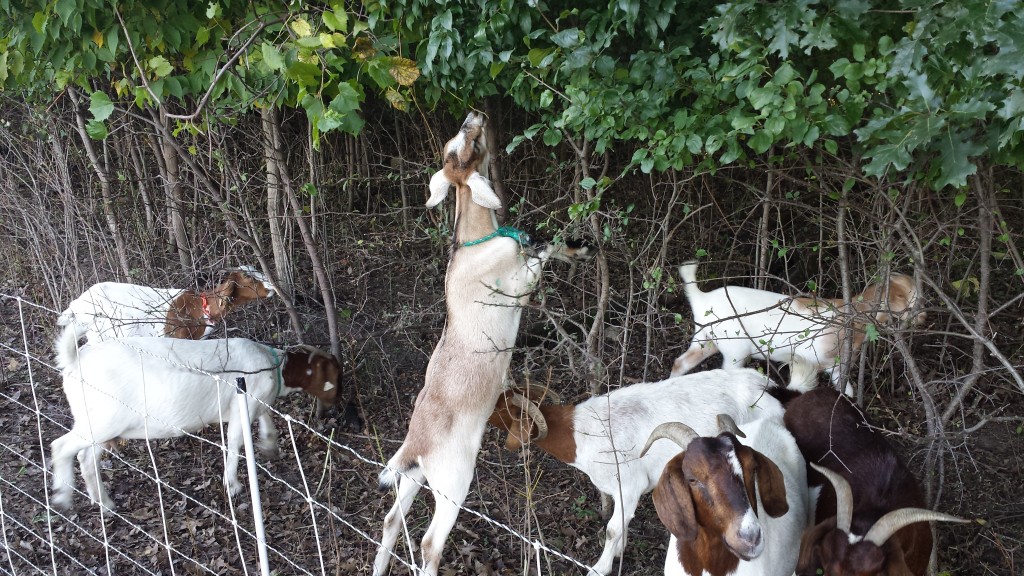 Goat Grazing for invasive species 1