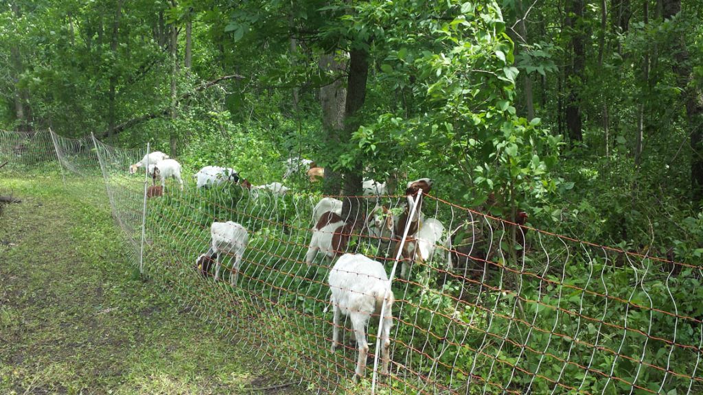 Goat Grazing for invasive species 2