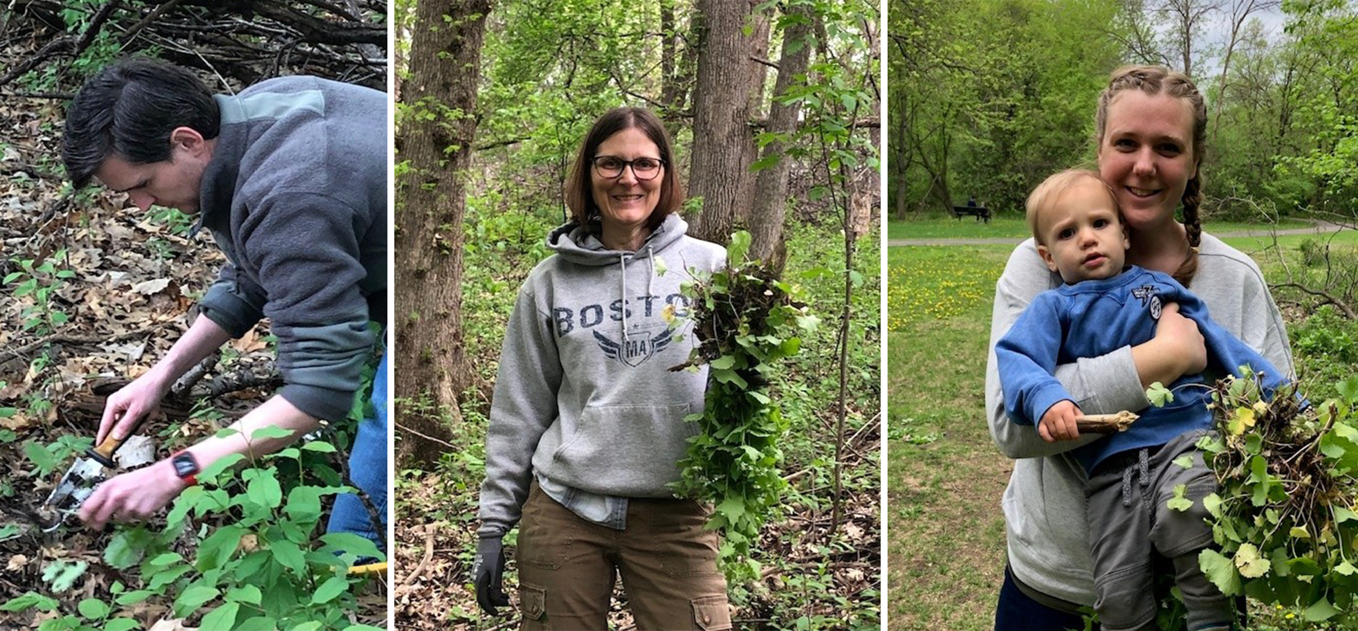 Garlic Mustard Pull three panel montage image