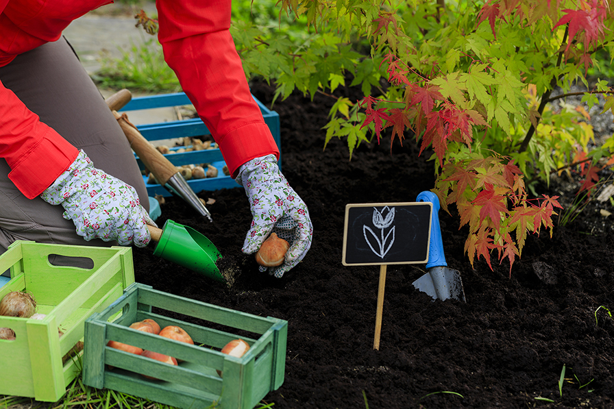 Fall bulb planting, flowers, tulips, gardening