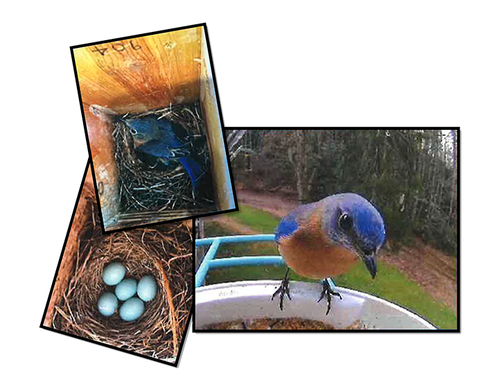 Bluebird collage 