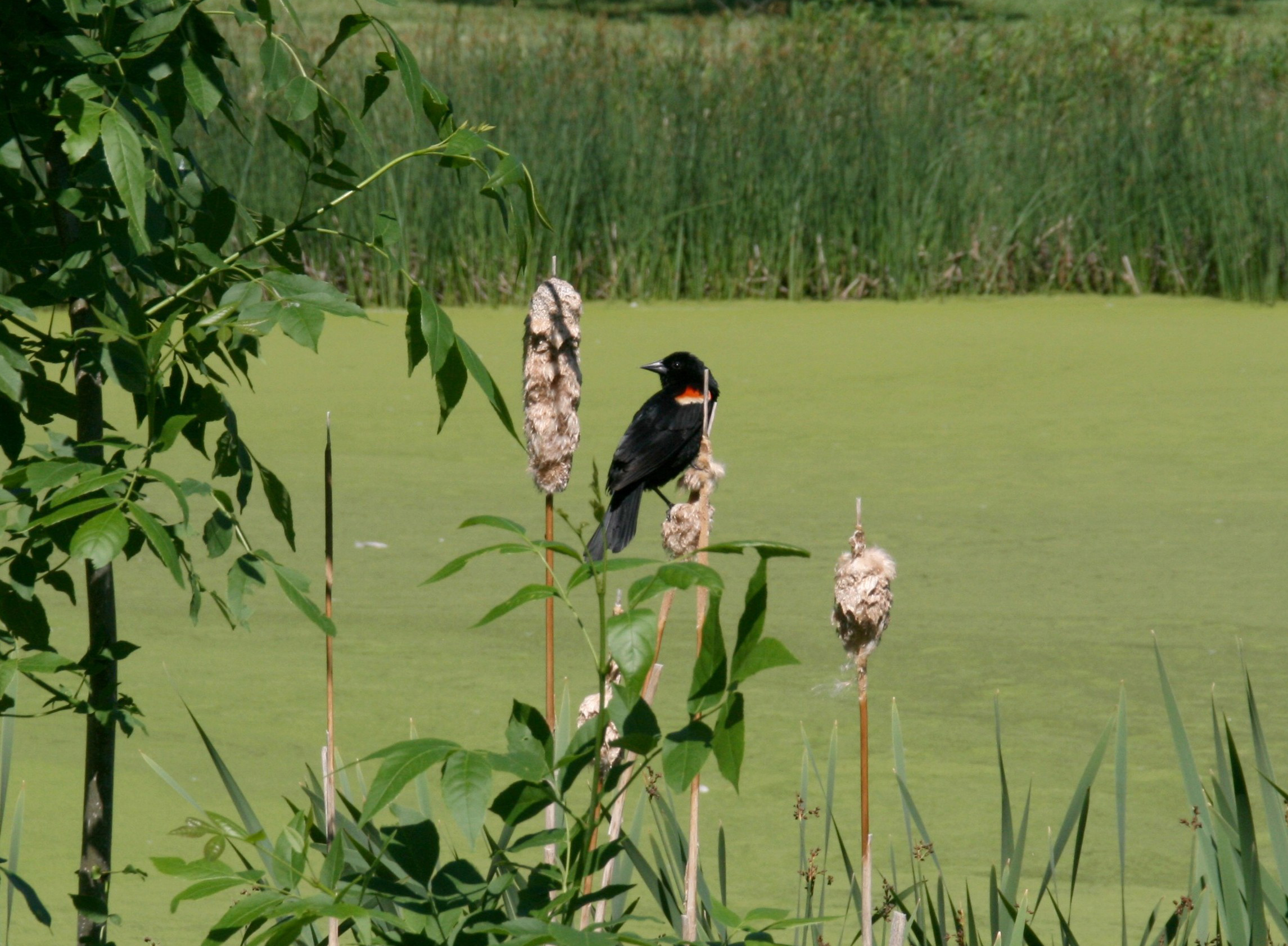 Blackbird on reeds near a pond