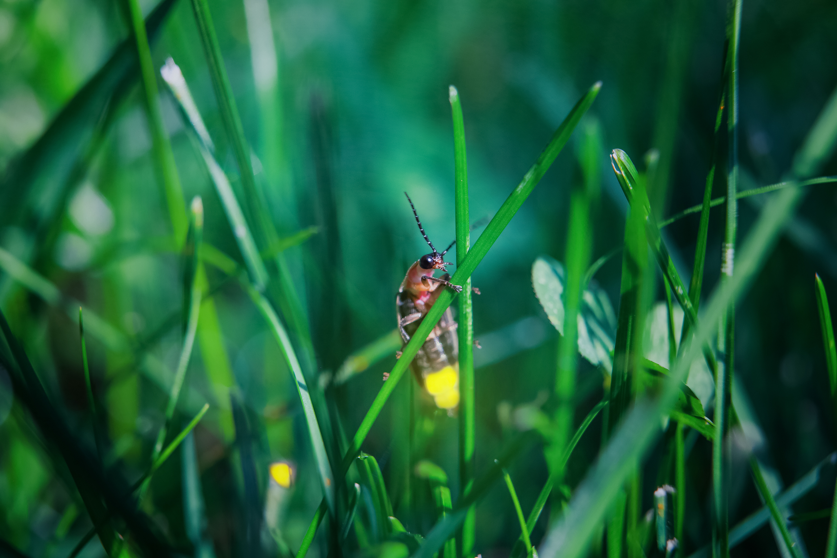 Illuminated firefly in tall grass