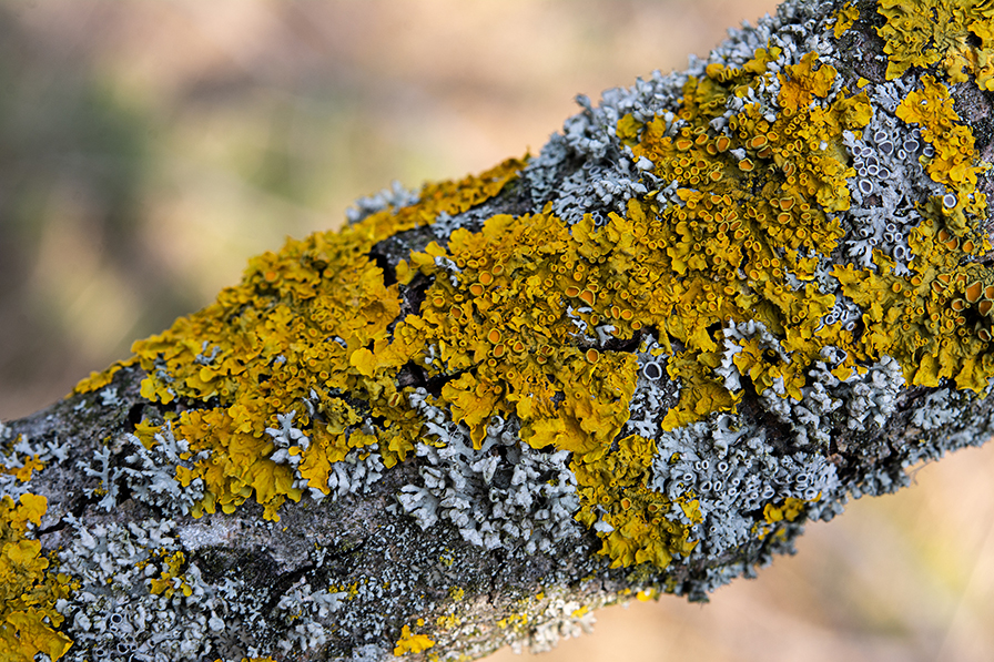 Tree branch with orange lichen fungus