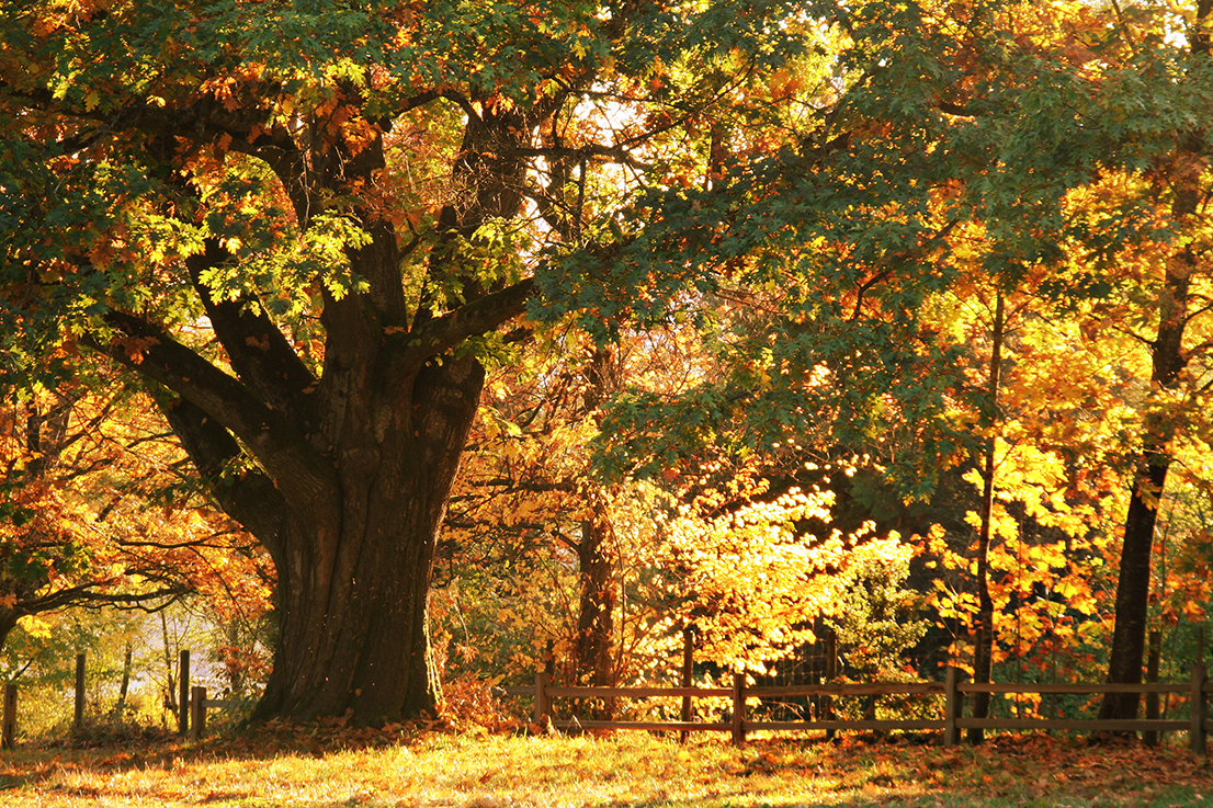Stately oak tree among other trees with fall leaves changing colors