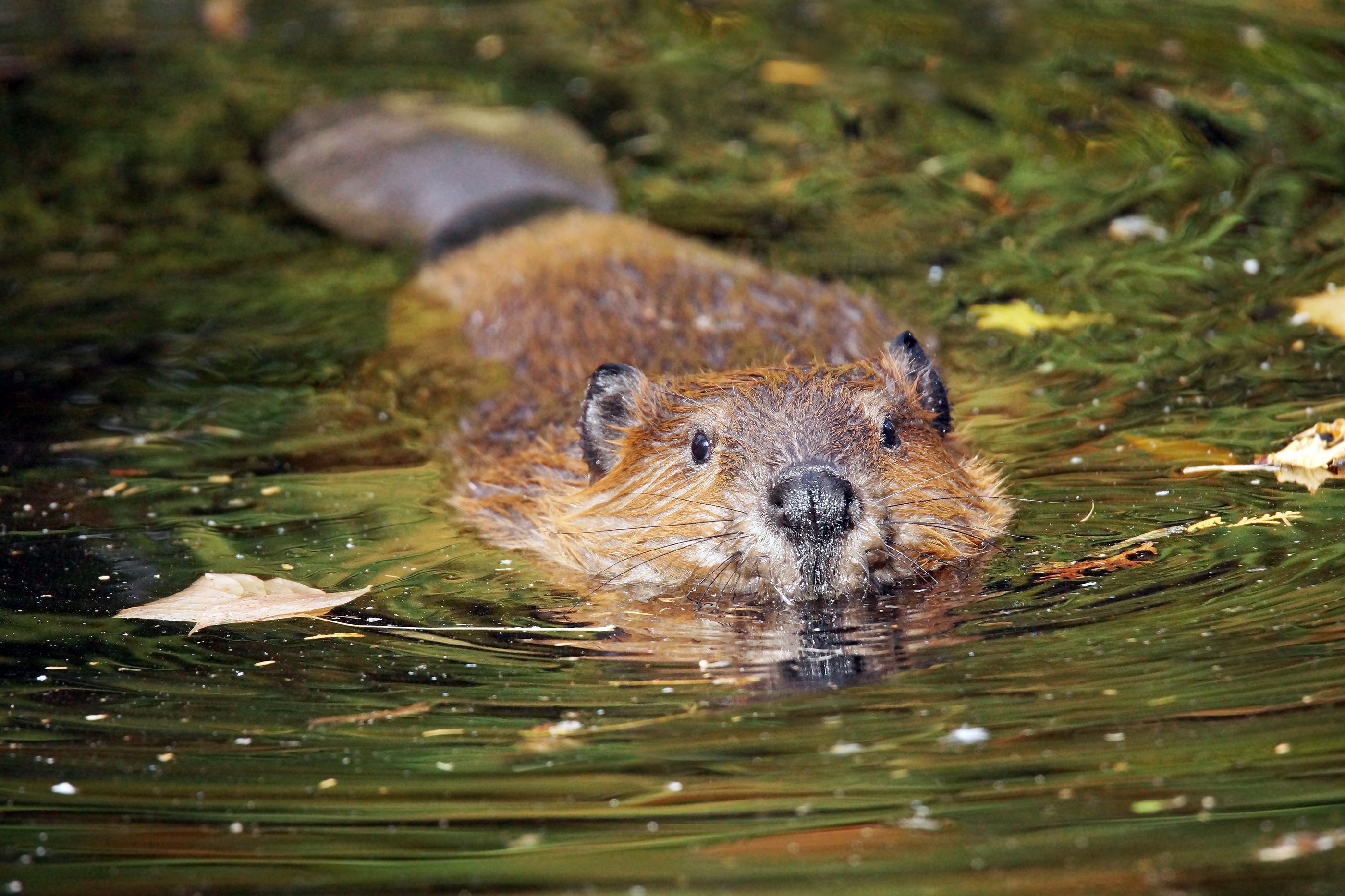 Half-submerged beaver swimming in a river