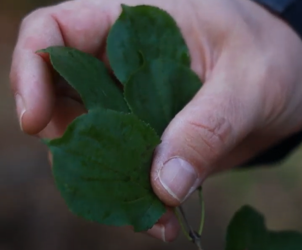 A hand touches green buck thorn leaves.