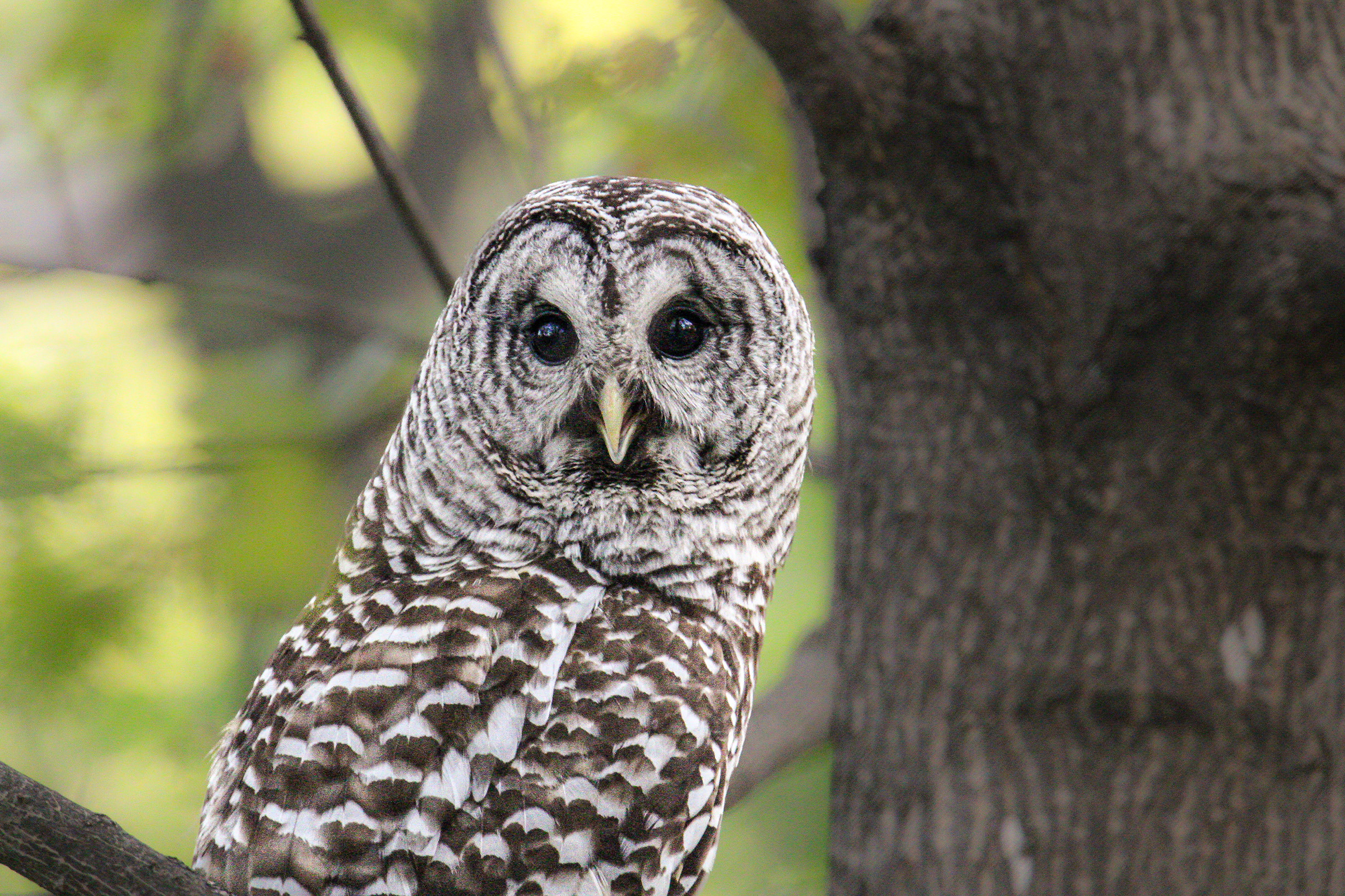 Gray and white owl sitting in a tree