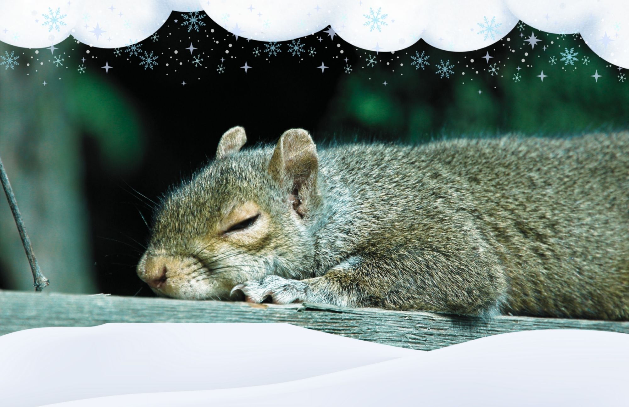 Squirrel sleeping away the winter blues