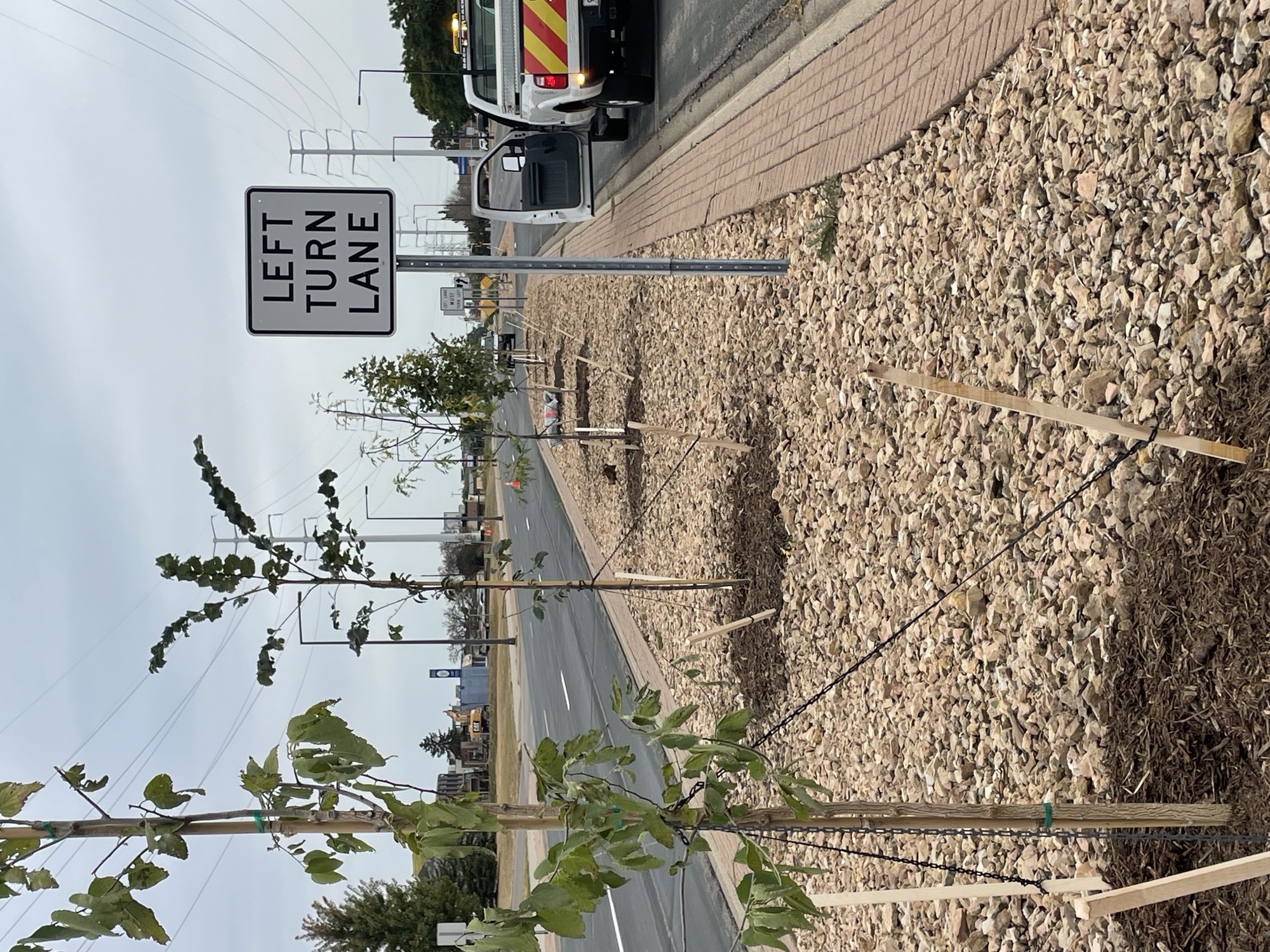 Trees planted along American Blvd in 2025