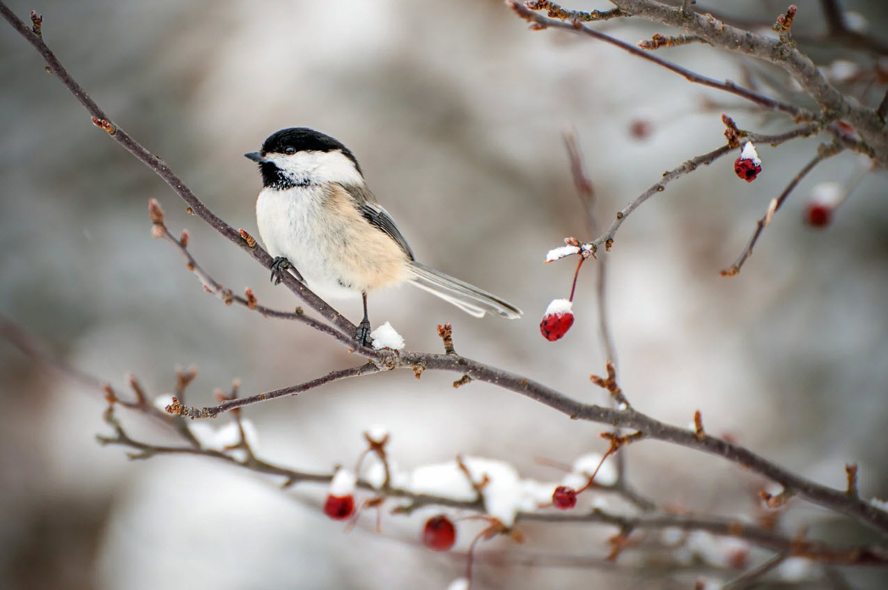 Small black and white bird on a tree branch in winter