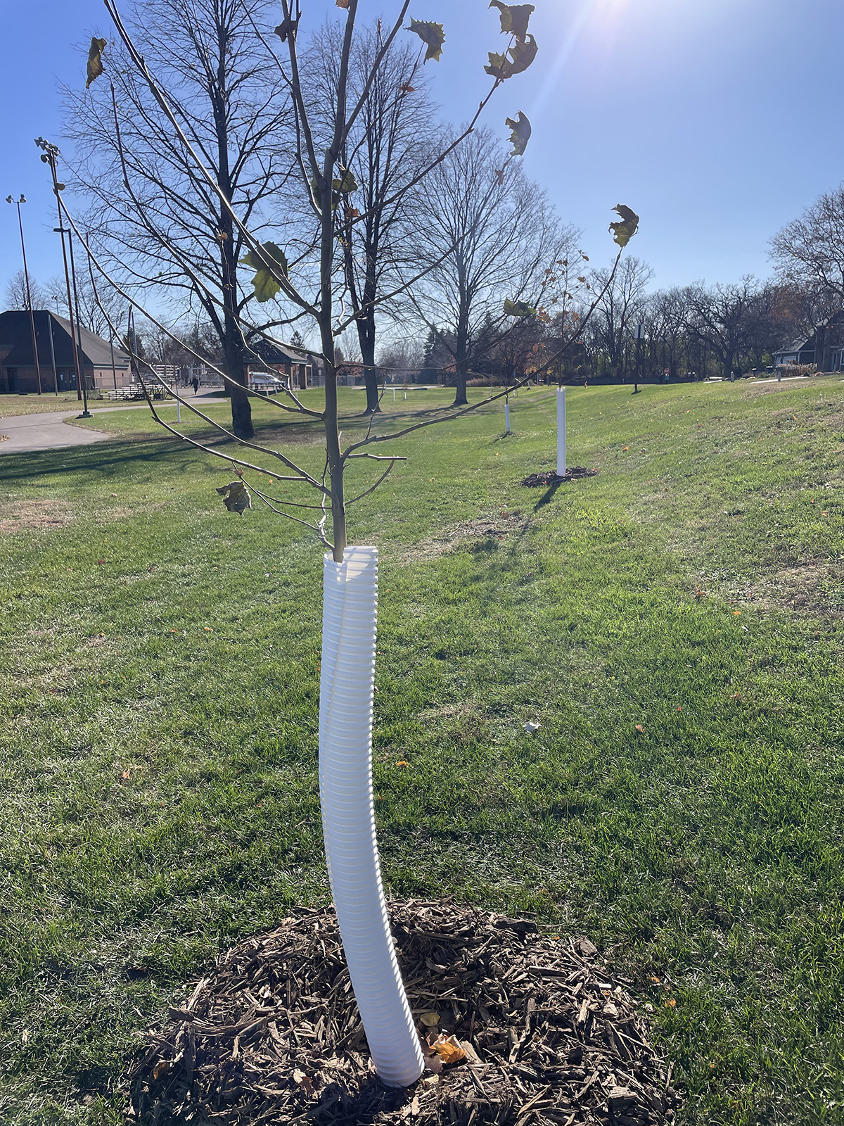 New trees planted at Dred Scott Park November 2025