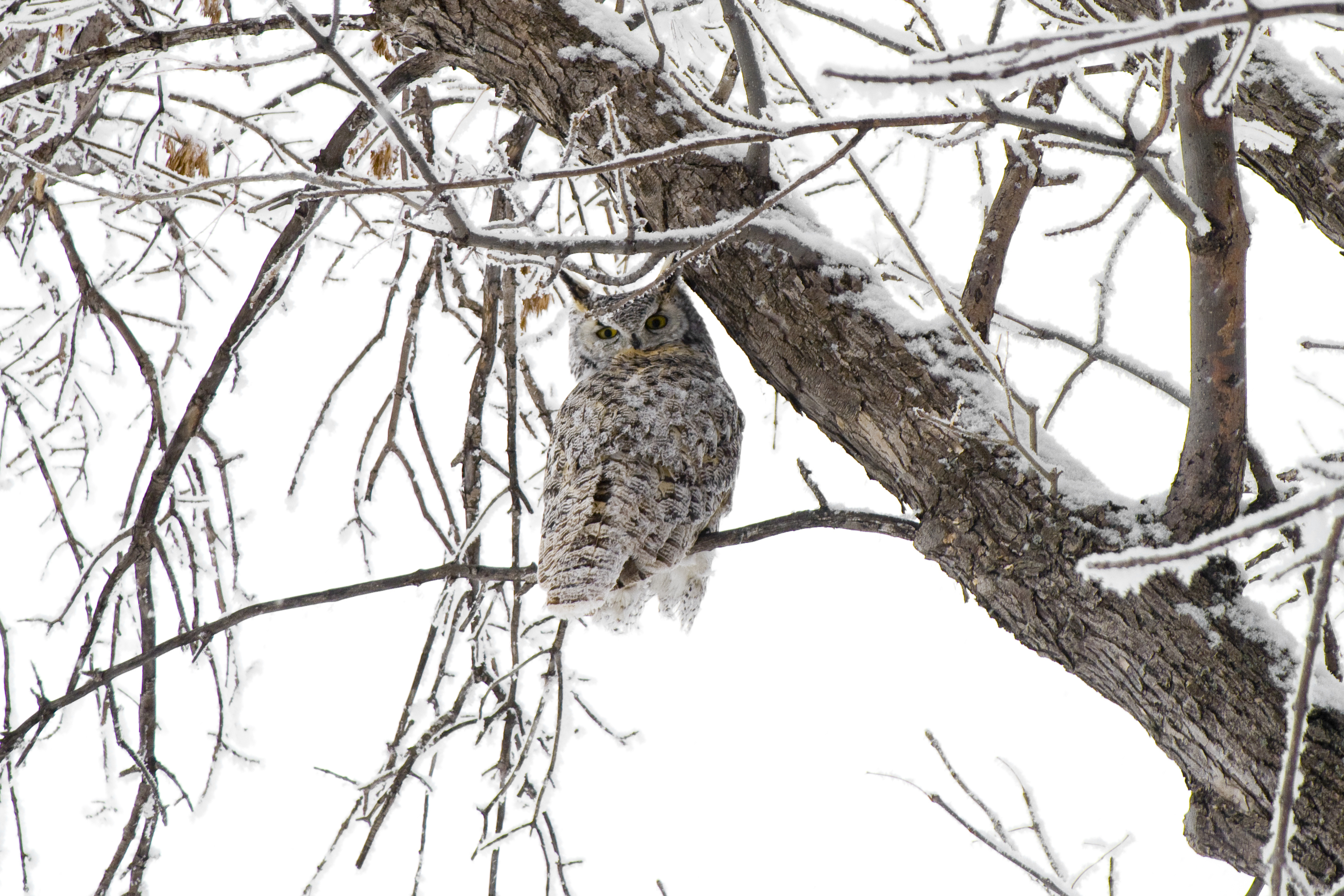 Great Horned Owl sitting on bare tree branch in winter
