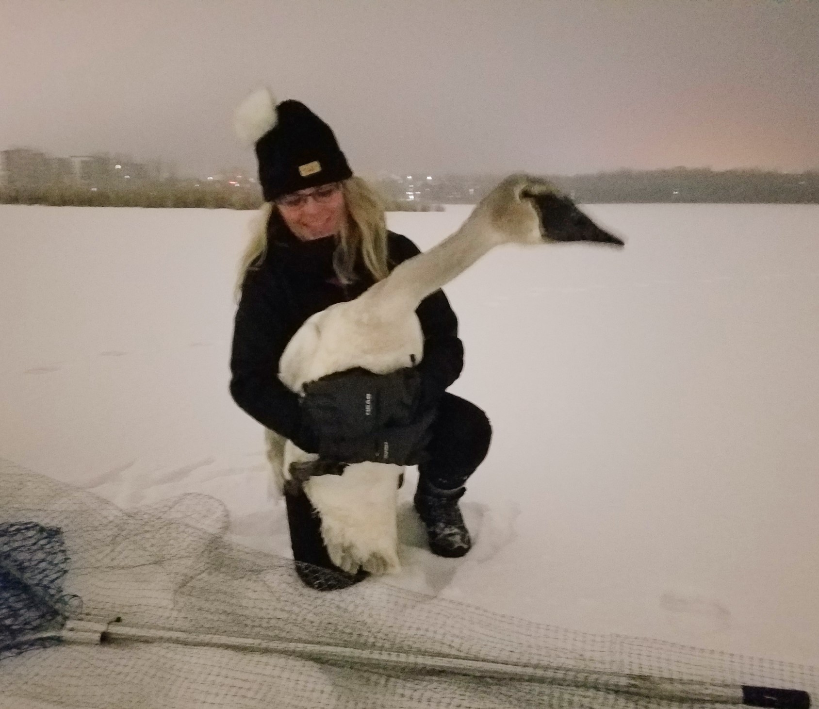 Naturalist rescuing a bird in winter