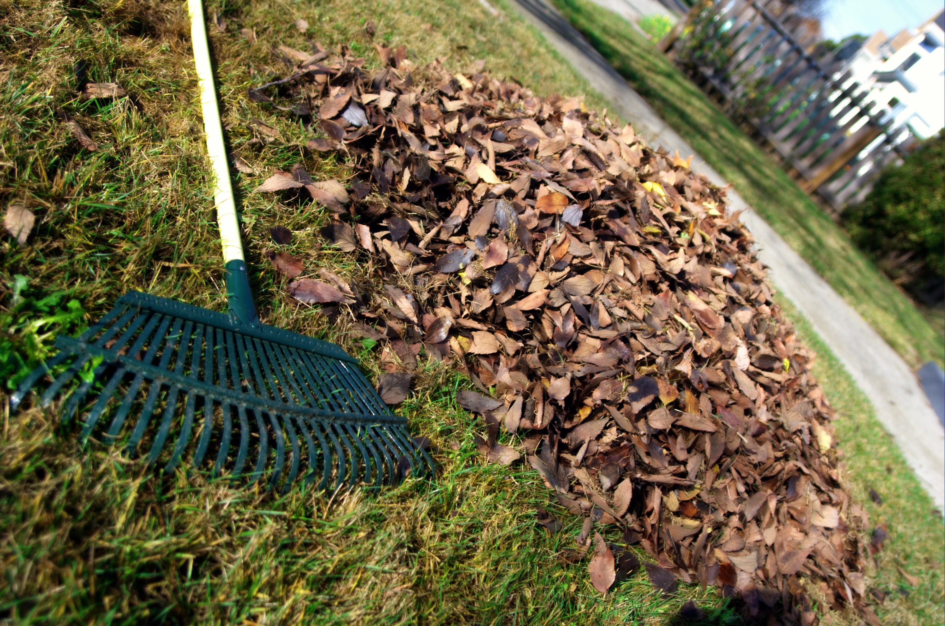 Leaves and a rake