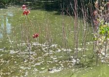 Blue green algae bloom on a pond. 