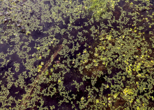 Duckweed