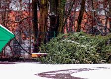 Christmas tree recycling