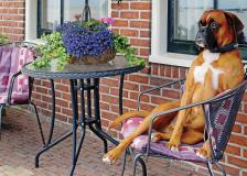 Dog sitting in a chair