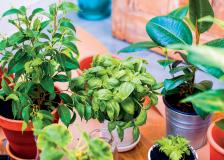 Plant sale