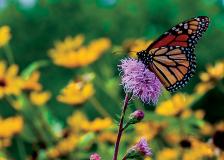 Monarch butterfly on a flower