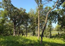 Bloomington’s oak savannas