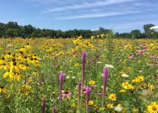 native prairie