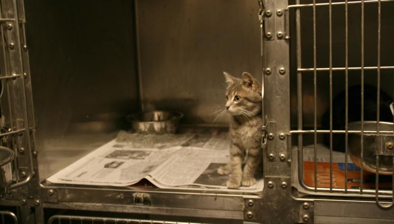 Kitten in animal shelter