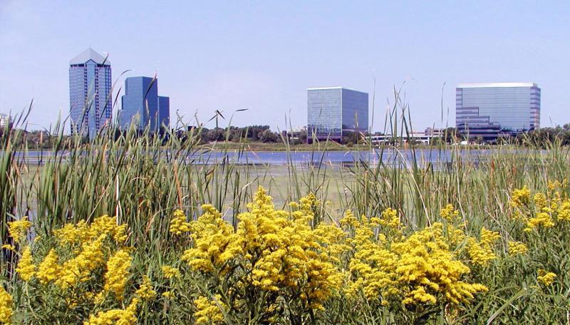 Goldenrod flowers near Norman Center. 
