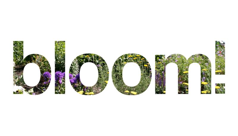 bloom! 16x9