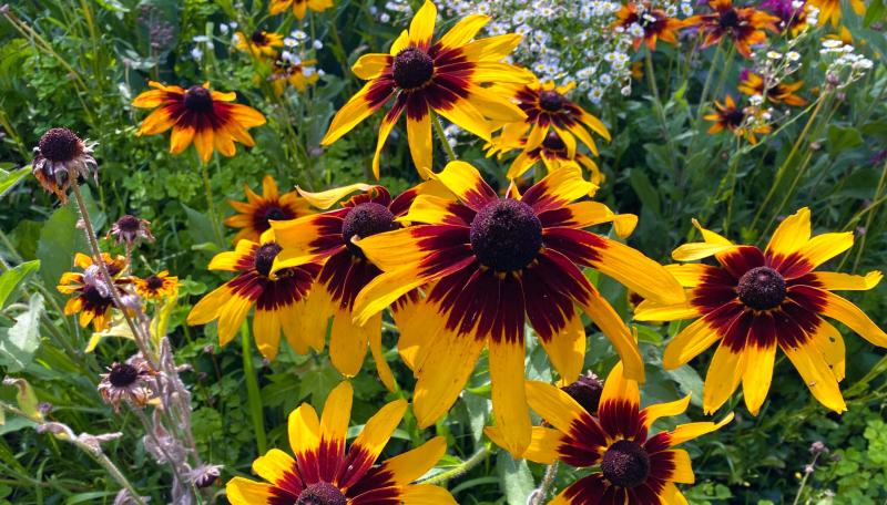 Yellow flowers in a flower garden. 