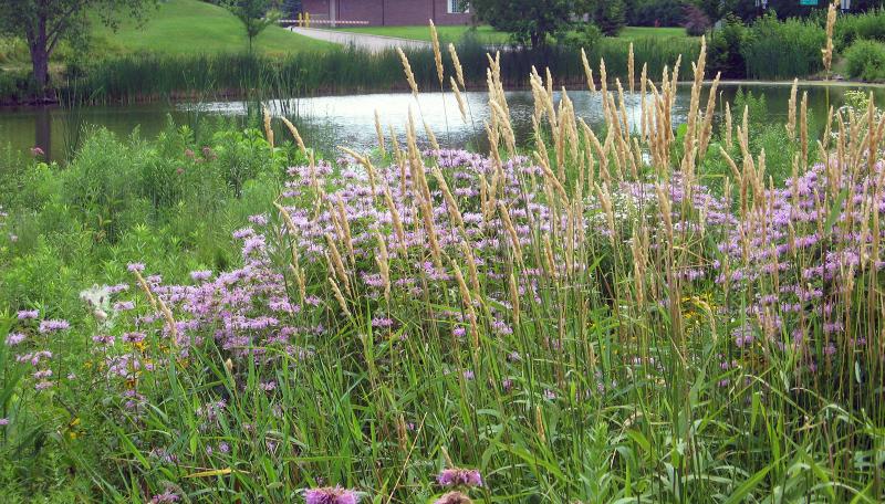 Grasses and flowers at the water's edge.
