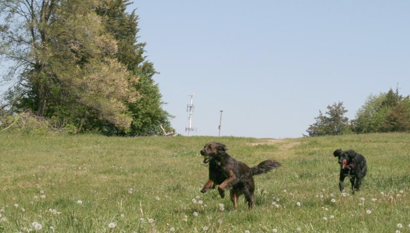 Dogs running in off-leash dog park
