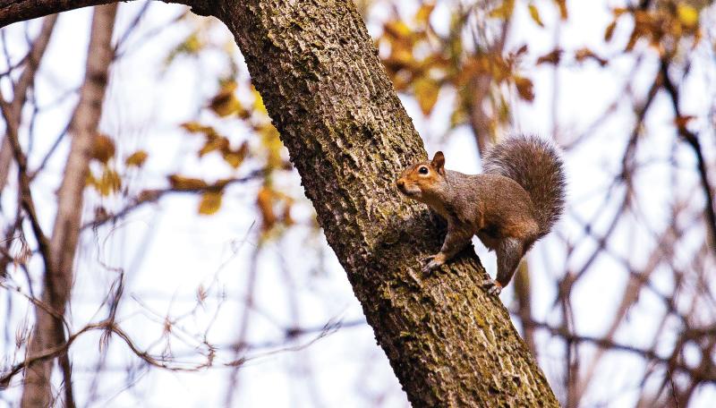 Squirrel