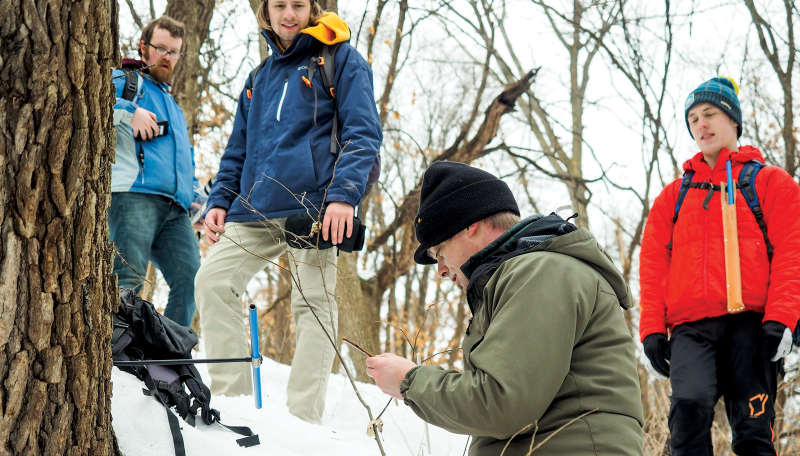 Tree growth ring sample