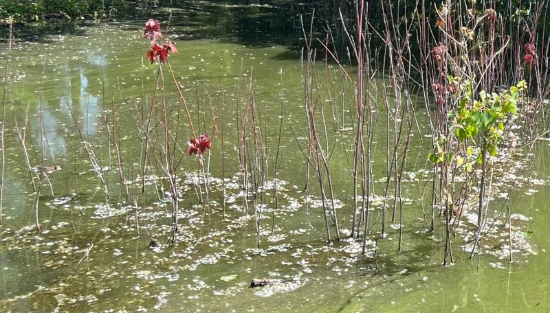 Blue green algae bloom on a pond. 