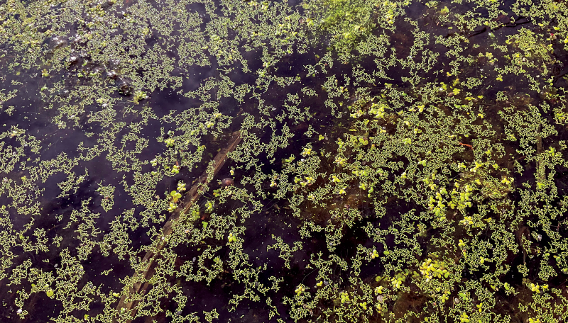 Duckweed
