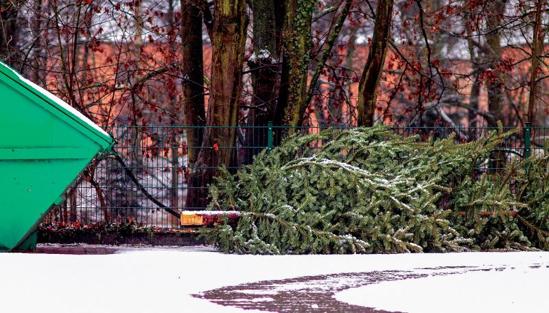 Christmas tree recycling
