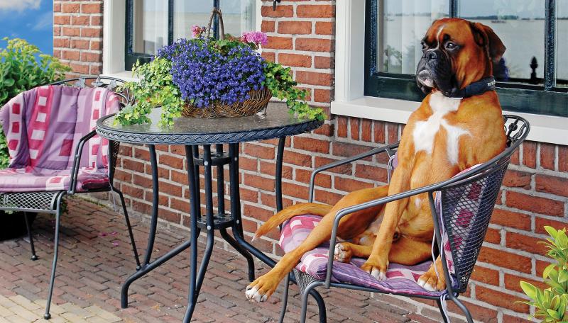 Dog sitting in a chair