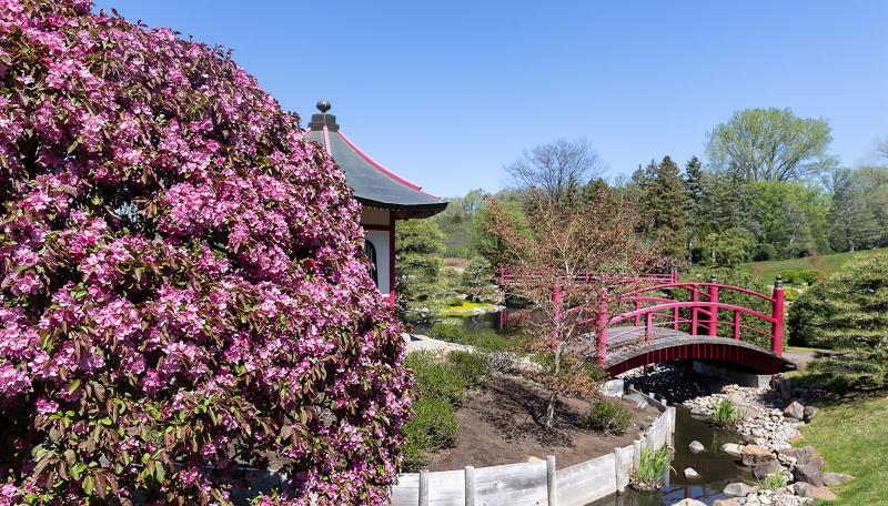 Cherry blossoms in spring at Normandale's Japanese garden.