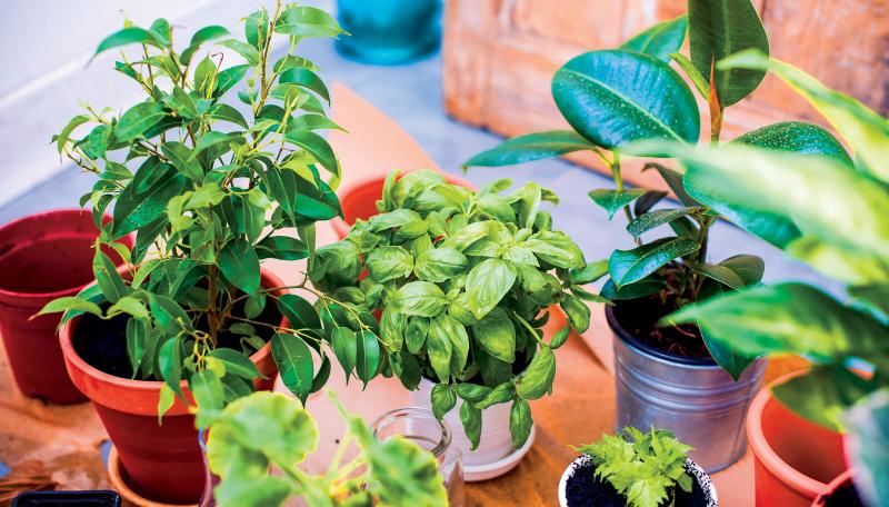 Plant sale