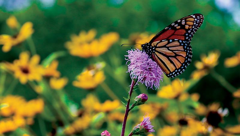 Monarch butterfly on a flower