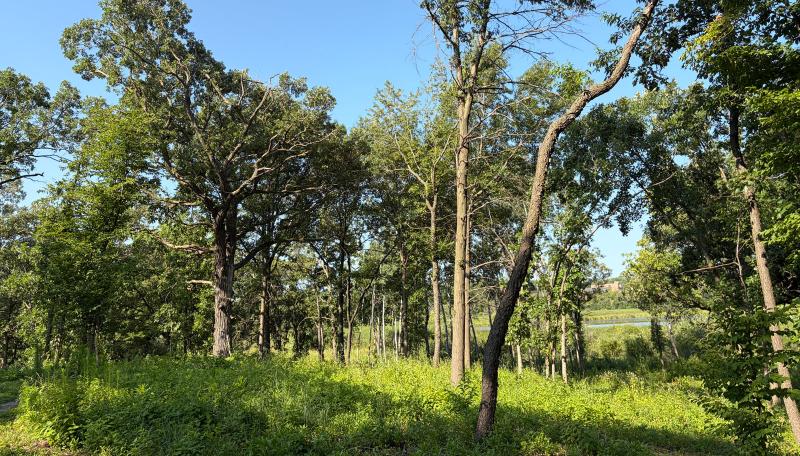 Bloomington’s oak savannas