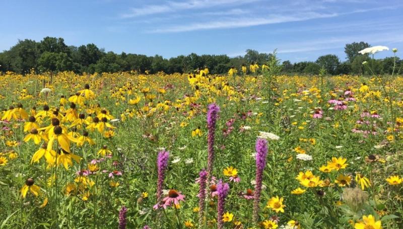 Native Prairie.jpg native prairie